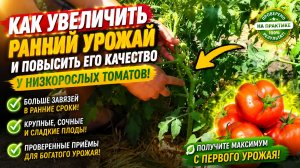 Как сформировать куст низкорослого томата на увеличение урожая.