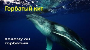 🐋САМЫЙ ОДИНОКИЙ ГОЛОС ВО ВСЕЛЕННОЙ🤯30 ТОНН НЕЖНОСТИ