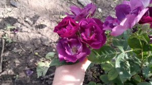 цветение роз продолжается