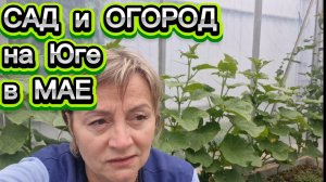 Сад и огород на Юге в МАЕ
