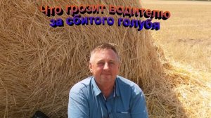Что грозит водителю за сбитого голубя