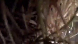 Очередной подрыв хряковозки