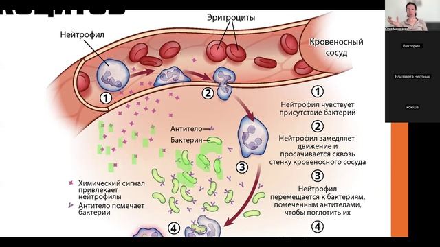 Кровь. Круги кровообращения