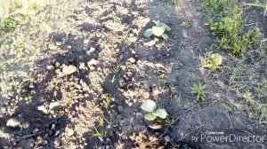 Посеяла фасоль / Обзор огорода.
