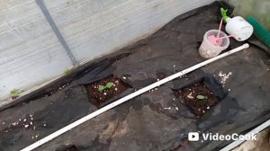 Тепличка на старом участке на 30 мая.