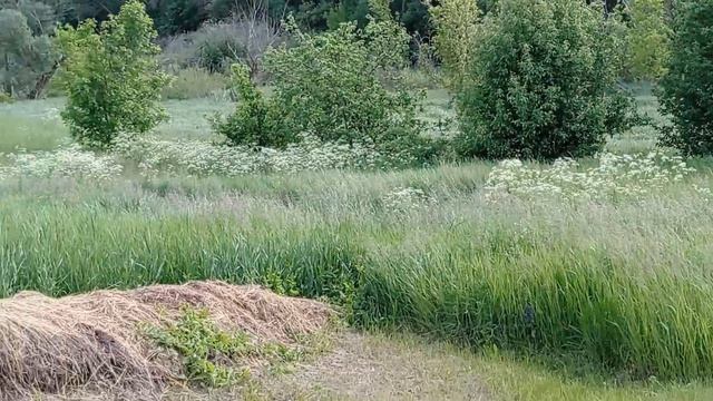 🌾 Трава высокая