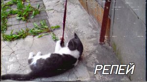 Репей