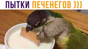 Приколы с попугаями. ПЫТКИ ПЕЧЕНЕГОВ, 1036 ГОД)