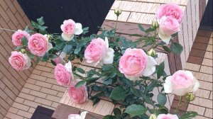 Розы благоухают в дождливые дни. Обзор сада. 30.05 2026г.