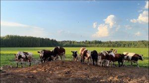 Вводим новые земли в с/х оборот! Показываю наше стадо быков! Выпустили маленьких телочек в поля!