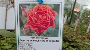 Поздравили доченьку и купили кусты роз.
