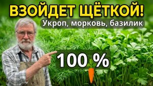 Сделайте ЭТО перед посевом морковки в ИЮНЕ, и зелень попрёт как сумасшедшая!