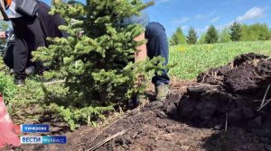 В Кемерове высадили аллею памяти героев СВО