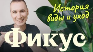 ФИКУСЫ: каучуконосный,  бенджамина, лировидный | История, разновидности, уход и размножение.