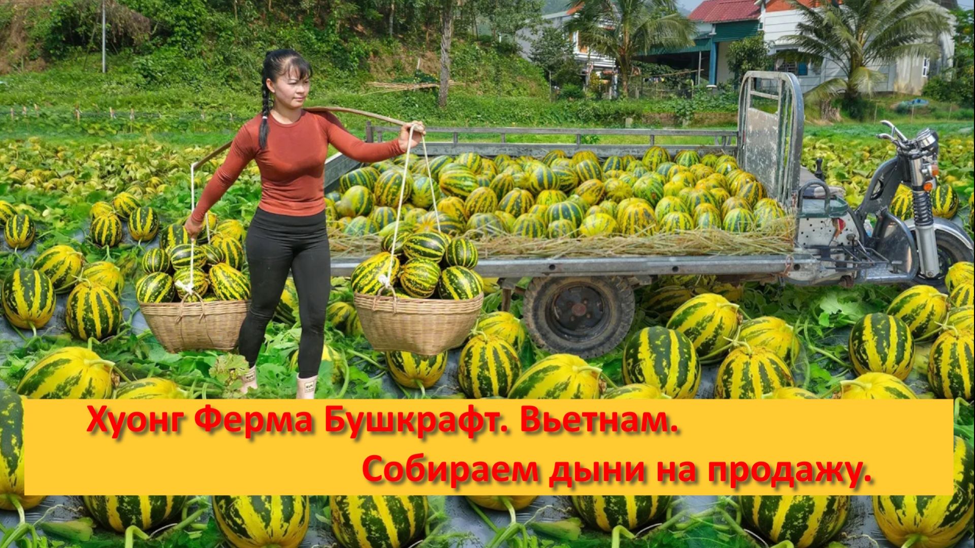 Хуонг Ферма Бушкрафт. Вьетнам. Собираем дыни на продажу.