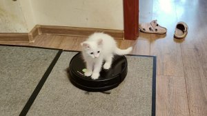Котенок Микки и робот-пылесос. Часть 2.