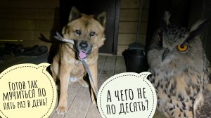 Сова Ёль опять вечернюю перестановку в вольере устроила. Пёс Кубик мучается рыбами без мясов