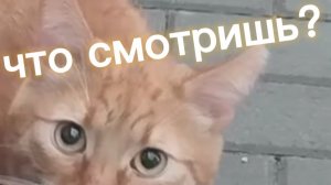 Счастливые дни вместе с Барсиком