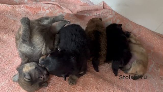 наши щеночки