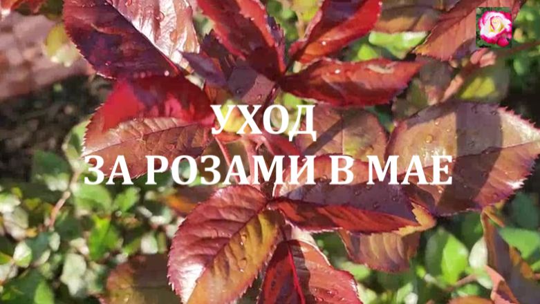РОЗЫ В МАЕ