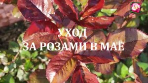 РОЗЫ В МАЕ