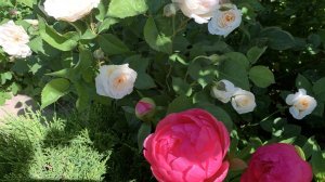 Пионы и розы 27.05.26