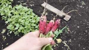 ВЫПУСКНОЙ В ДЕТСКОМ САДИКЕ//И ПРОСТО СУББОТА