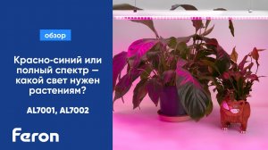 Красно‑синий или полный спектр — какой свет нужен растениям?