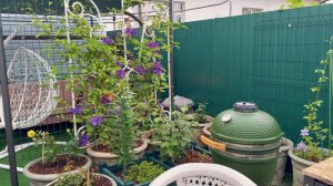 В горшечном садике🌿30 мая 26г🌿
