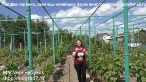 Морозостойкость винограда. Работа агронома для повышения зимостойкости. (Пузенко Наталья Лариасовна)