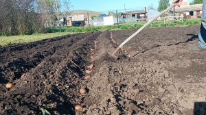 посадка картофеля мотоблоком