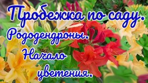 22.05.26 г. Пробежка по саду. Рододендроны. Начало цветения.