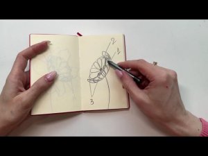 Как рисовать пион. Схема строения цветка