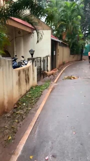 Житие мае )) #Кандалим  Аnnа Vado street