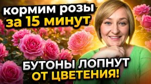 Подкормка РОЗ по листу: Пошаговая схема. Внекорневая подкормка роз от А до Я