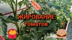 ЖИРОВАНИЕ томатов