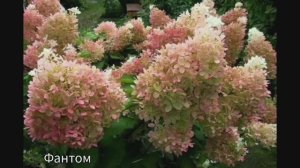 🌺Сорта гортензий с пышным и обильным цветением на крепких побегах. Из АРХИВА..