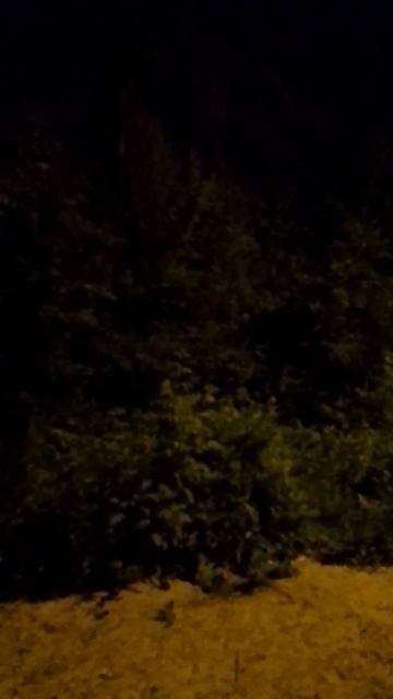 Соловей в ночи смотреть онлайн