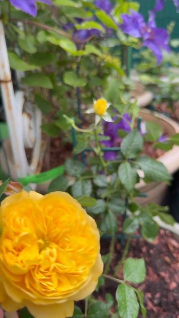 Клематис Президент💜 Роза Инка🌼 смотреть онлайн