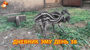 Дневник страусят Эму день 38