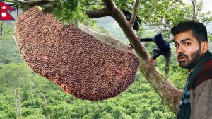 Попробовал непальский “Безумный мед”, который вызывает галлюцинации 🇳🇵 - НЕПАЛ