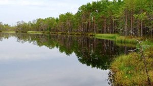 Лесное озеро в болоте Вологодская область .сходили на разведку.