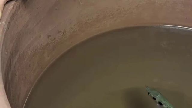 Уникальный способ охоты
