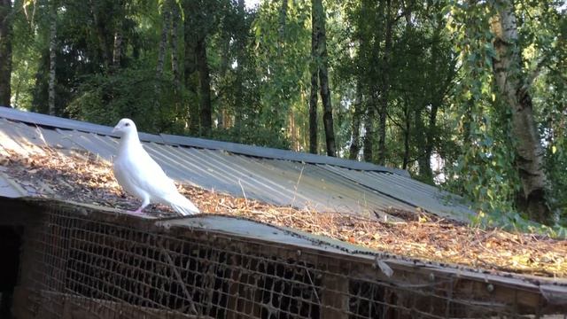Ангел возвращается смотреть онлайн