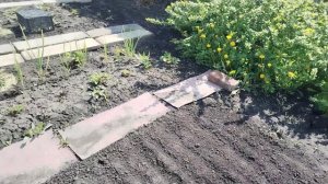 Три дня жары. Мой огород.🏡