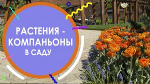 РАСТЕНИЯ-КОМПАНЬОНЫ В САДУ