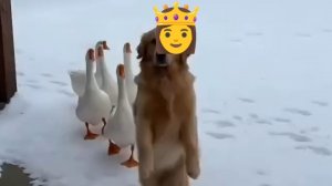 Где справедливость?А нету!
