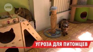 Иркутские ветеринары бьют тревогу: дачный сезон оборачивается вспышками болезней у кошек