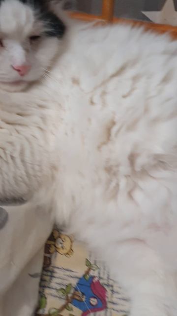 КОТ КУЗЯ смотреть онлайн