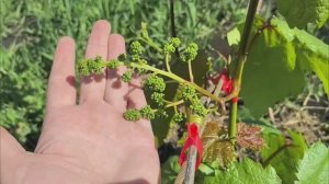 Заморозки|Вредители повсюду|Клубника